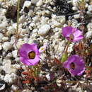 Imagem de Linanthus bellus (A. Gray) Greene