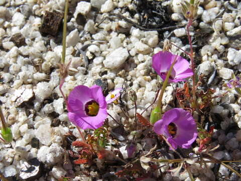 Imagem de Linanthus bellus (A. Gray) Greene