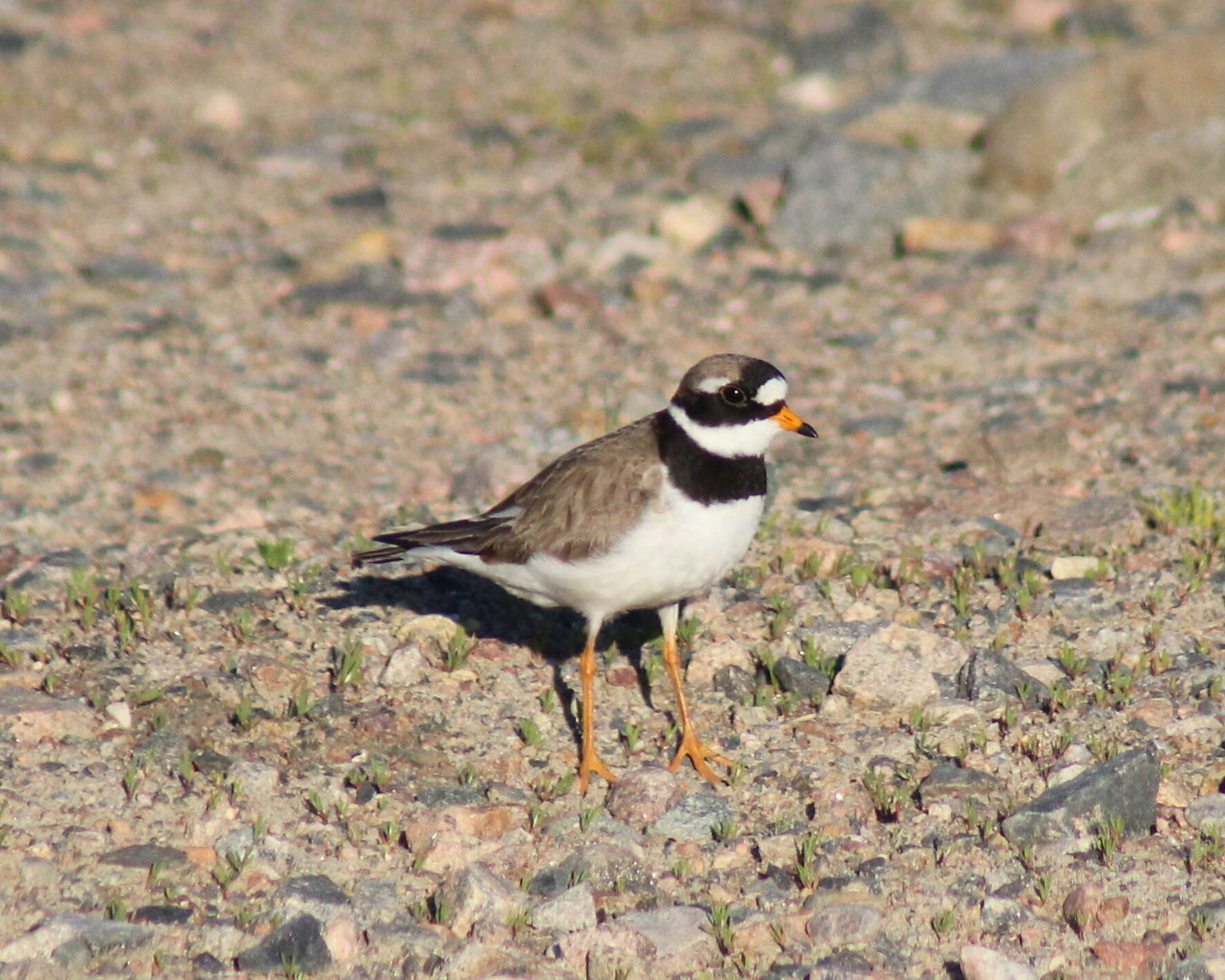 Image of ringed plover, common ringed plover