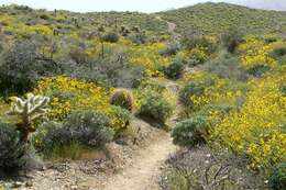 Sivun Encelia farinosa A. Gray ex Torr. kuva