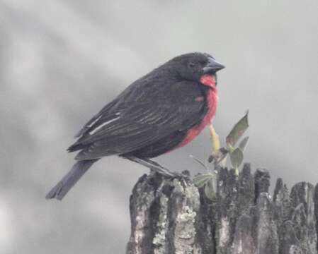 Image of Red-breasted Blackbird