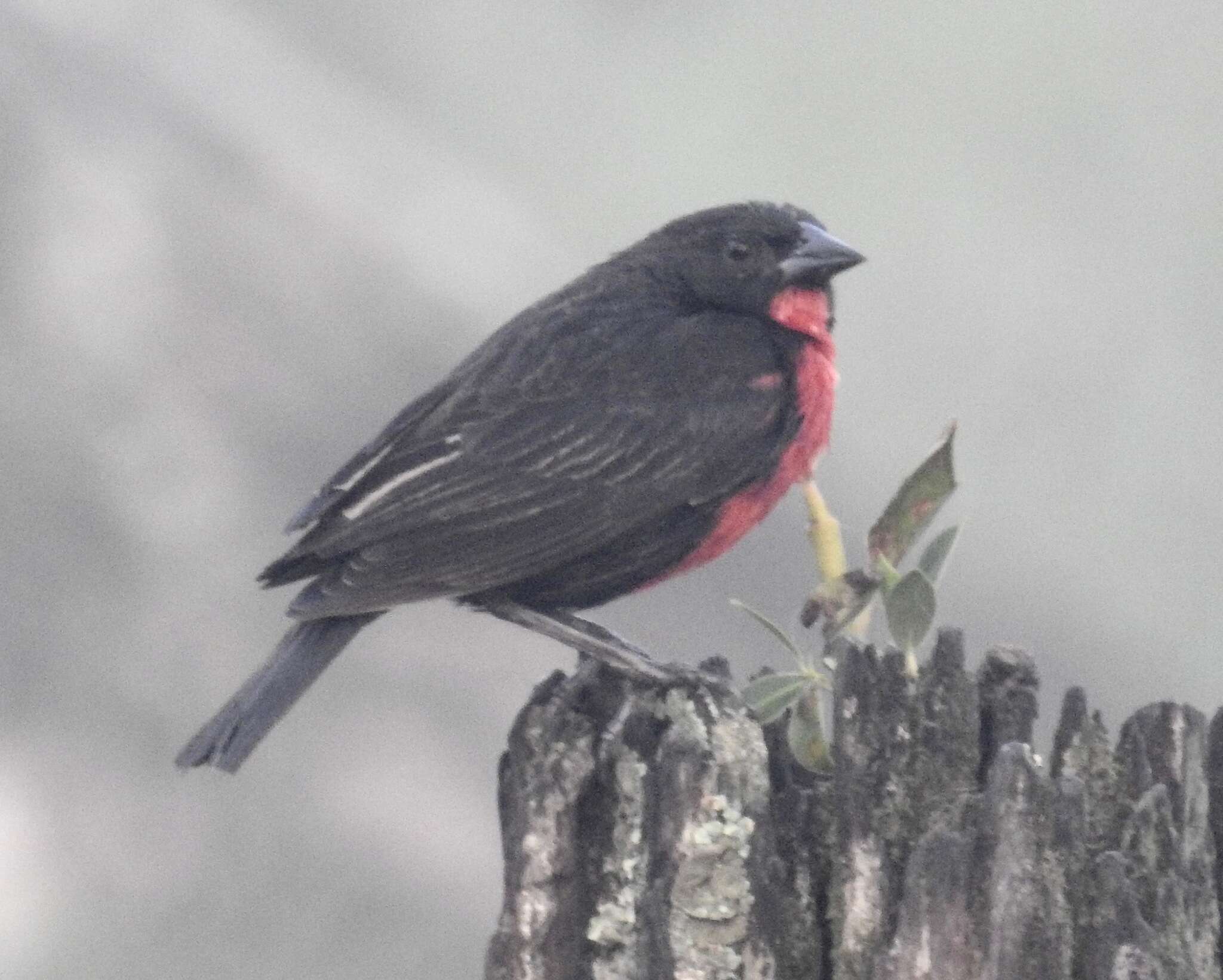 Leistes militaris (Linnaeus 1758) resmi