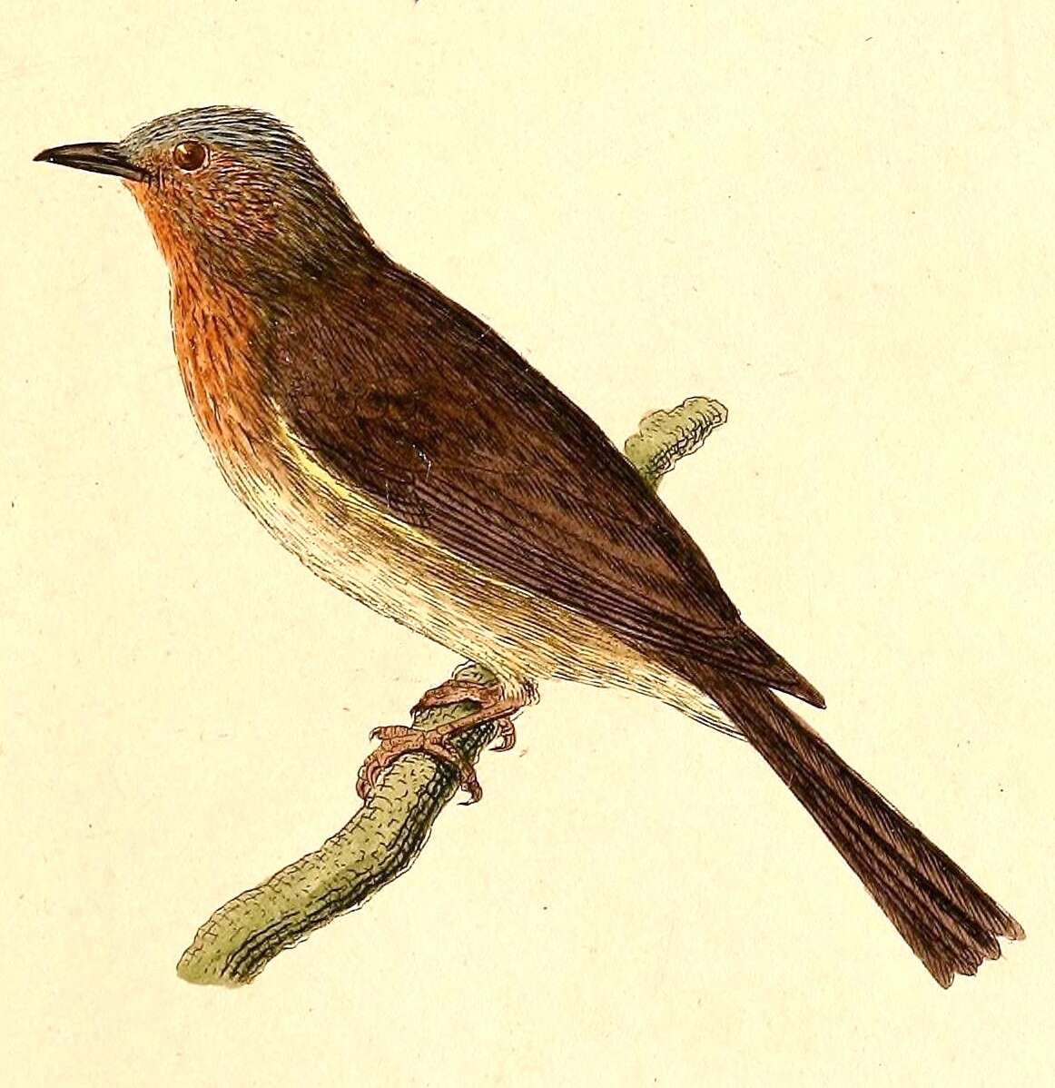 Слика од Hypsipetes philippinus (Forster & JR 1795)