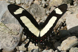 Sivun Papilio torquatus Cramer (1777) kuva