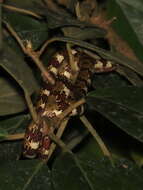 Image of Ringed Snail Sucker