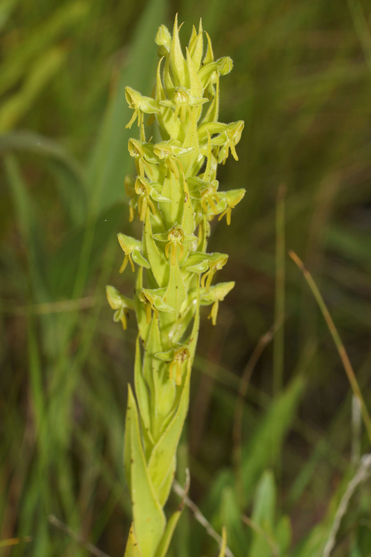 Image of Habenaria pseudociliosa Schelpe ex J. C. Manning