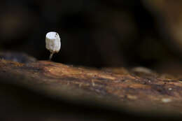 Image of Gymnopus montagnei (Berk.) Redhead 2014