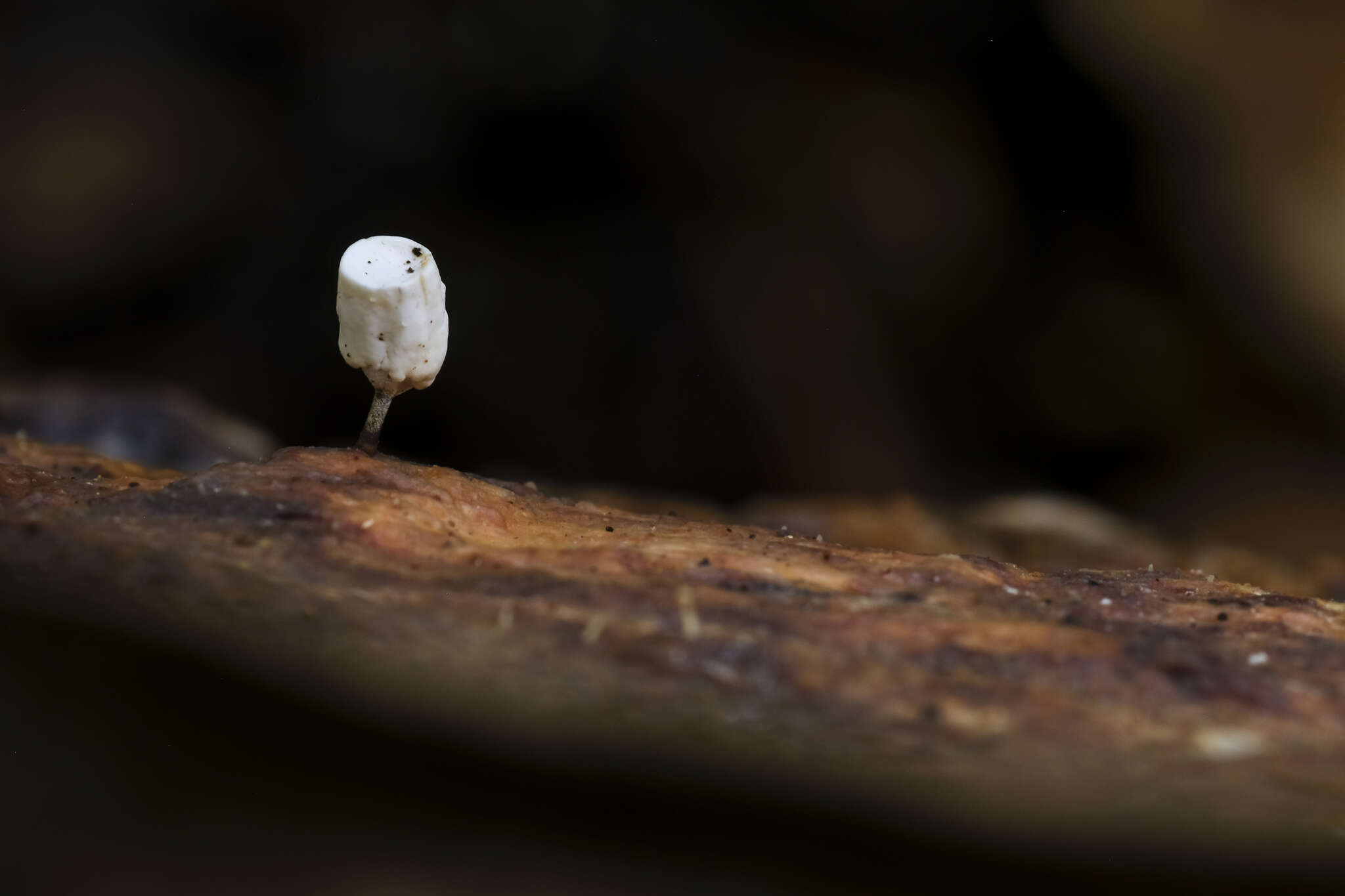 Gymnopus montagnei (Berk.) Redhead 2014 resmi