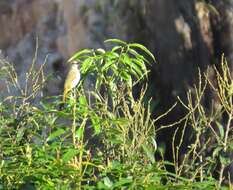 Image of Flavescent Bulbul