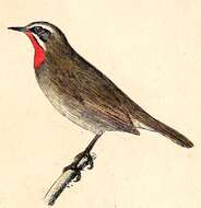 Image of Nightingale