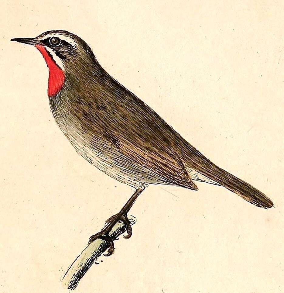 Image of Nightingale