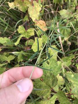 Image of Narrow-Leaf Bush-Clover