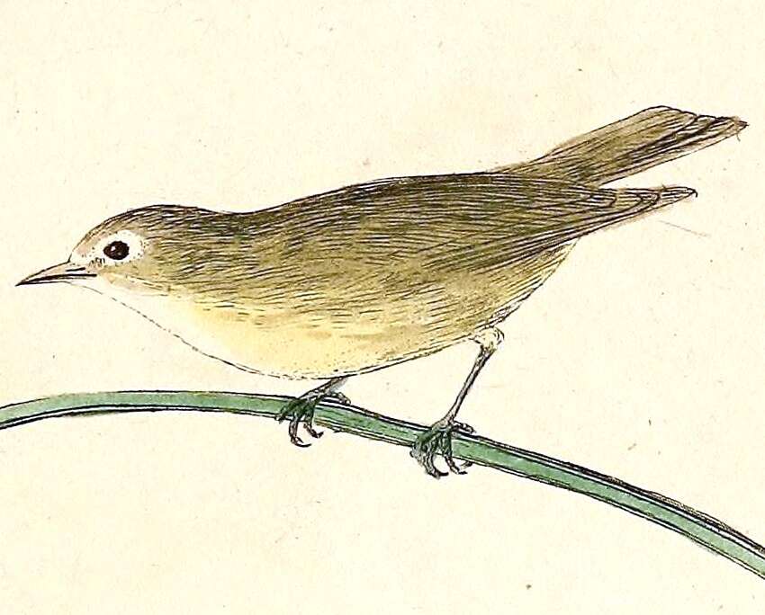 Image of white-eyes