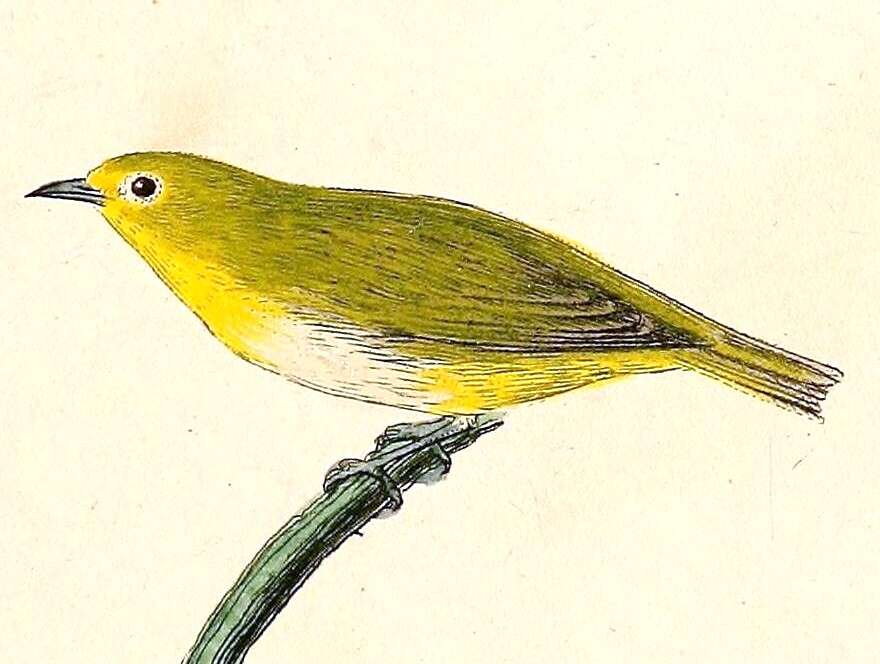 Image of white-eyes