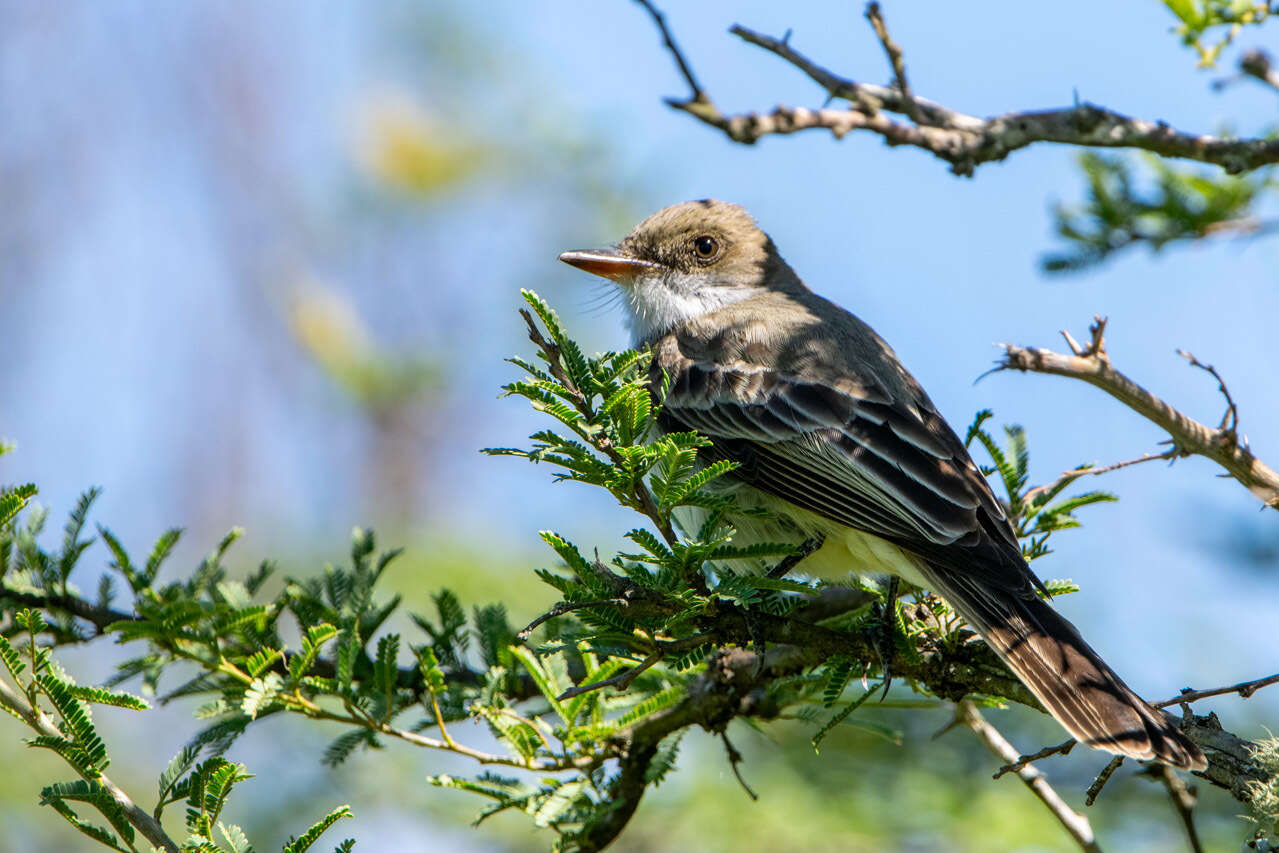 Image of Swainson's Flycatcher