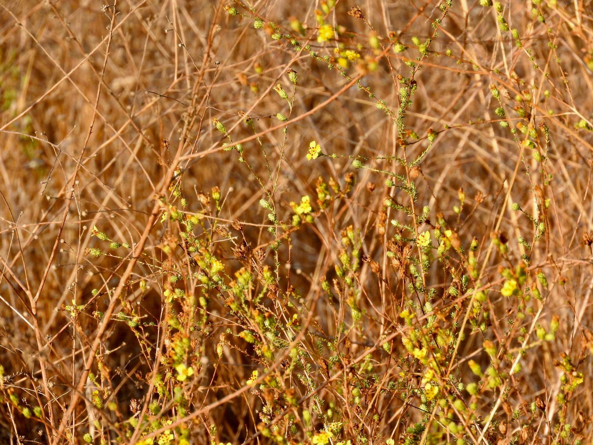 Image of wand tarbush