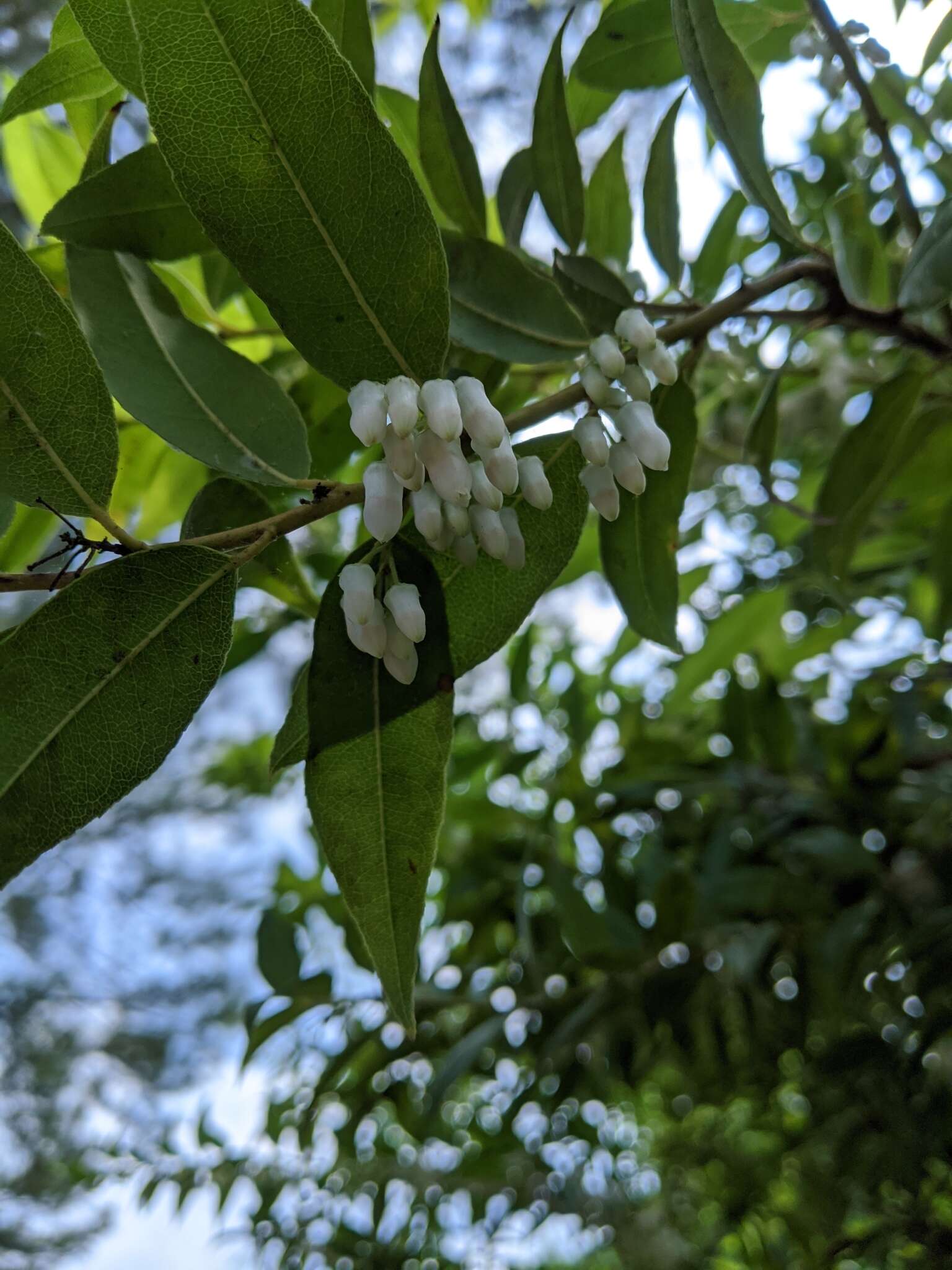 Image of Florida hobblebush