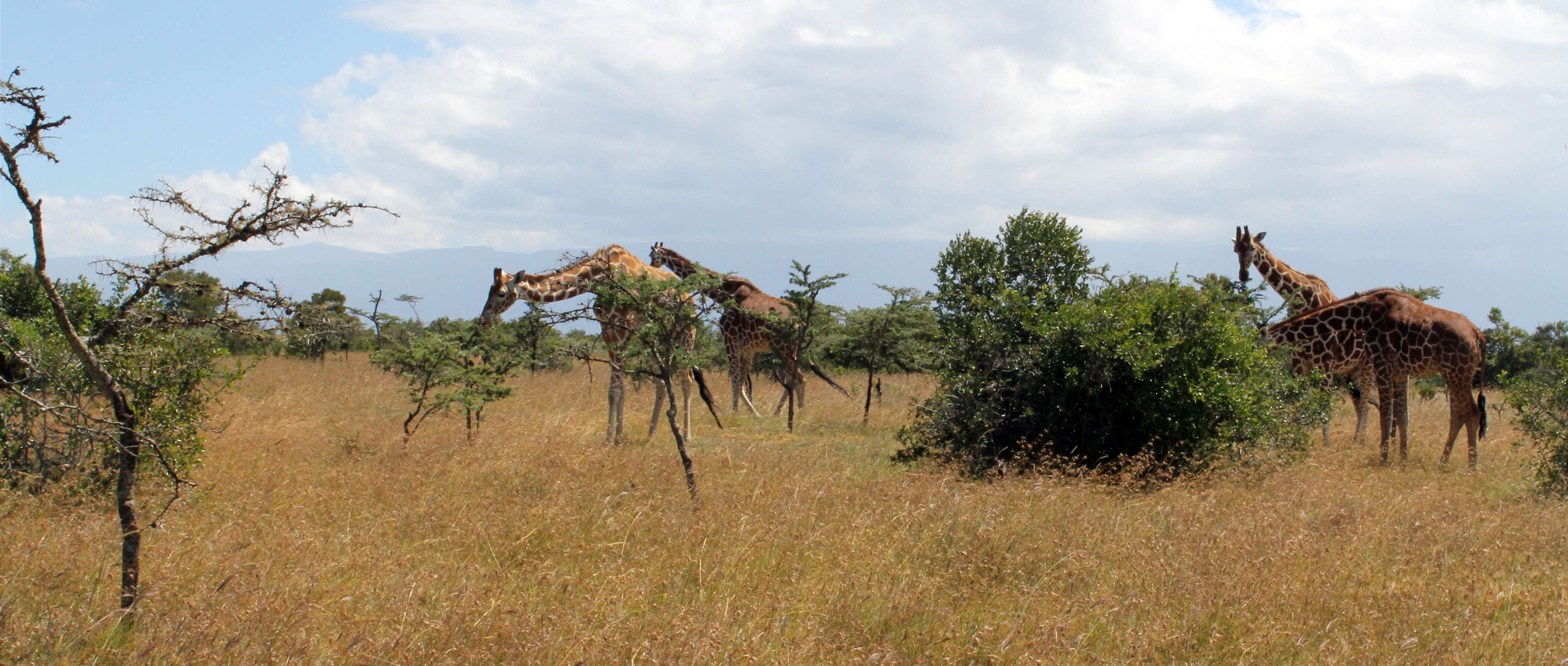 Image of Giraffe