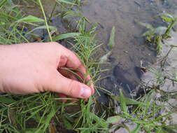 Image of Horse-Tail Crown Grass