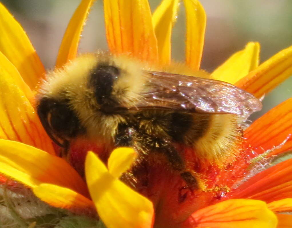 Image of <i>Bombus <i>flavidus</i></i> flavidus