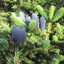 Image of Taiwan Fir