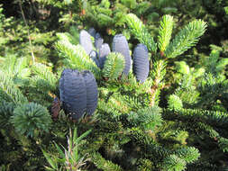 Image of Taiwan Fir