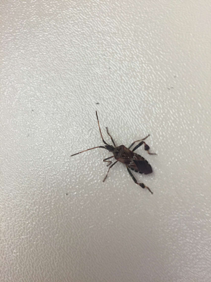 Image of Pine Seed Bug