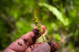 Image of Smooth-Sheath Sedge