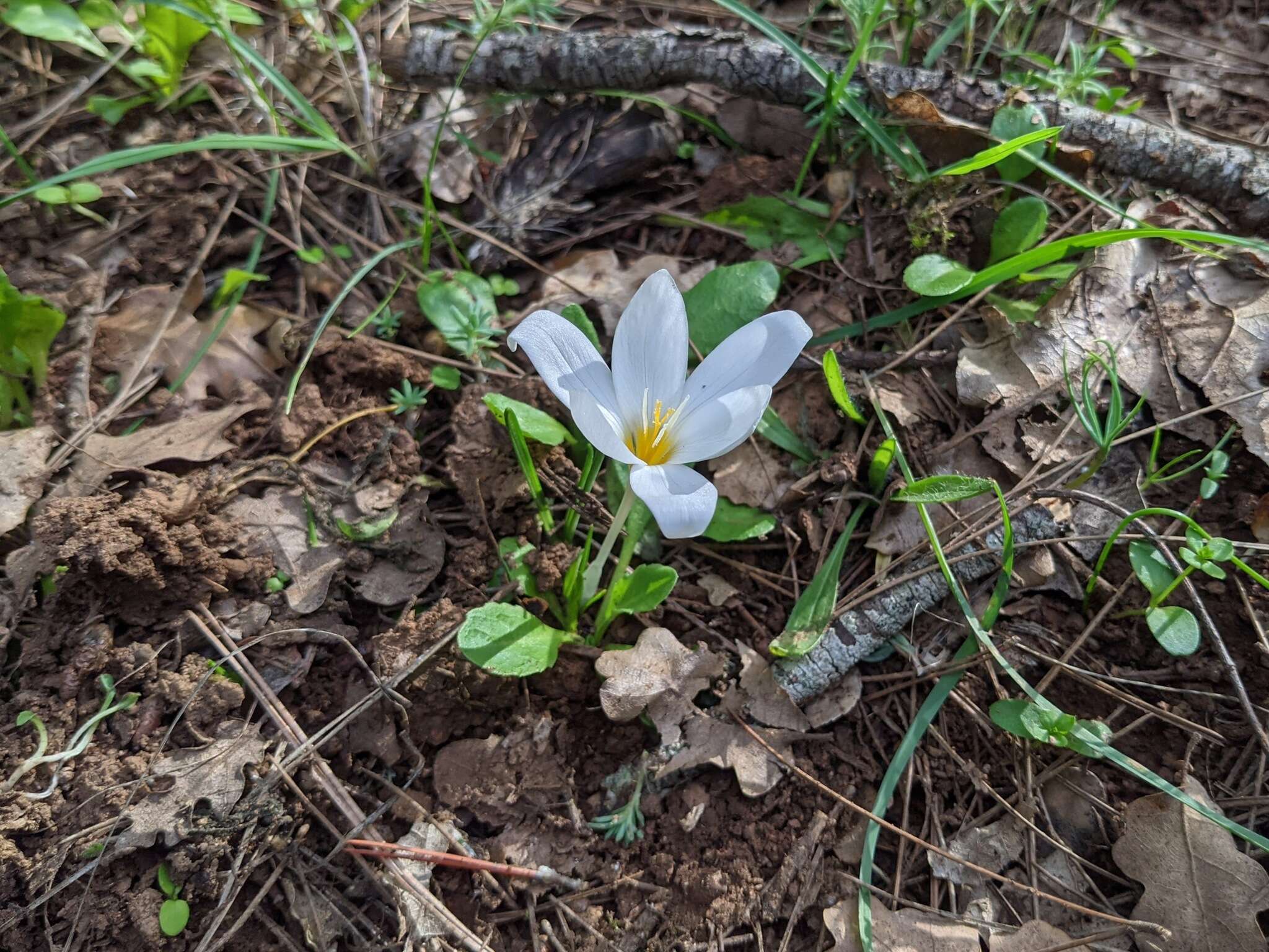 Image of smooth crocus