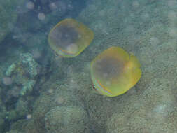 Image of Golden Butterflyfish