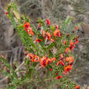 Image of Daviesia trigonophylla Meissner