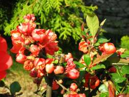 Слика од Chaenomeles japonica (Thunb.) Lindl. ex Spach