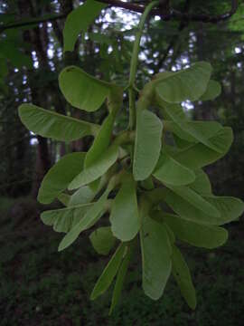 Image of bigleaf maple