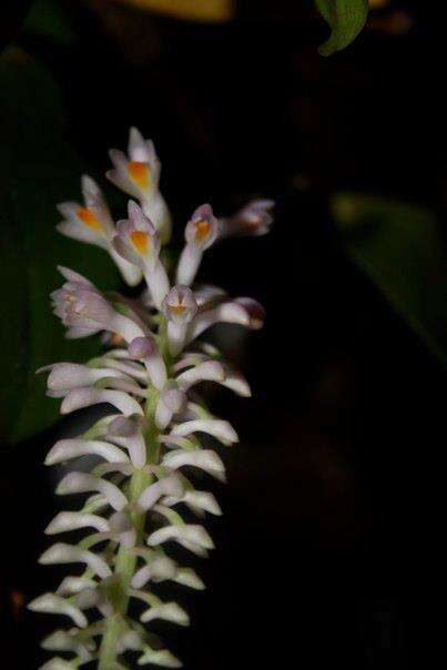 Sivun Dendrobium secundum (Blume) Lindl. ex Wall. kuva