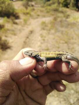 صورة Sceloporus aeneus Wiegmann 1828