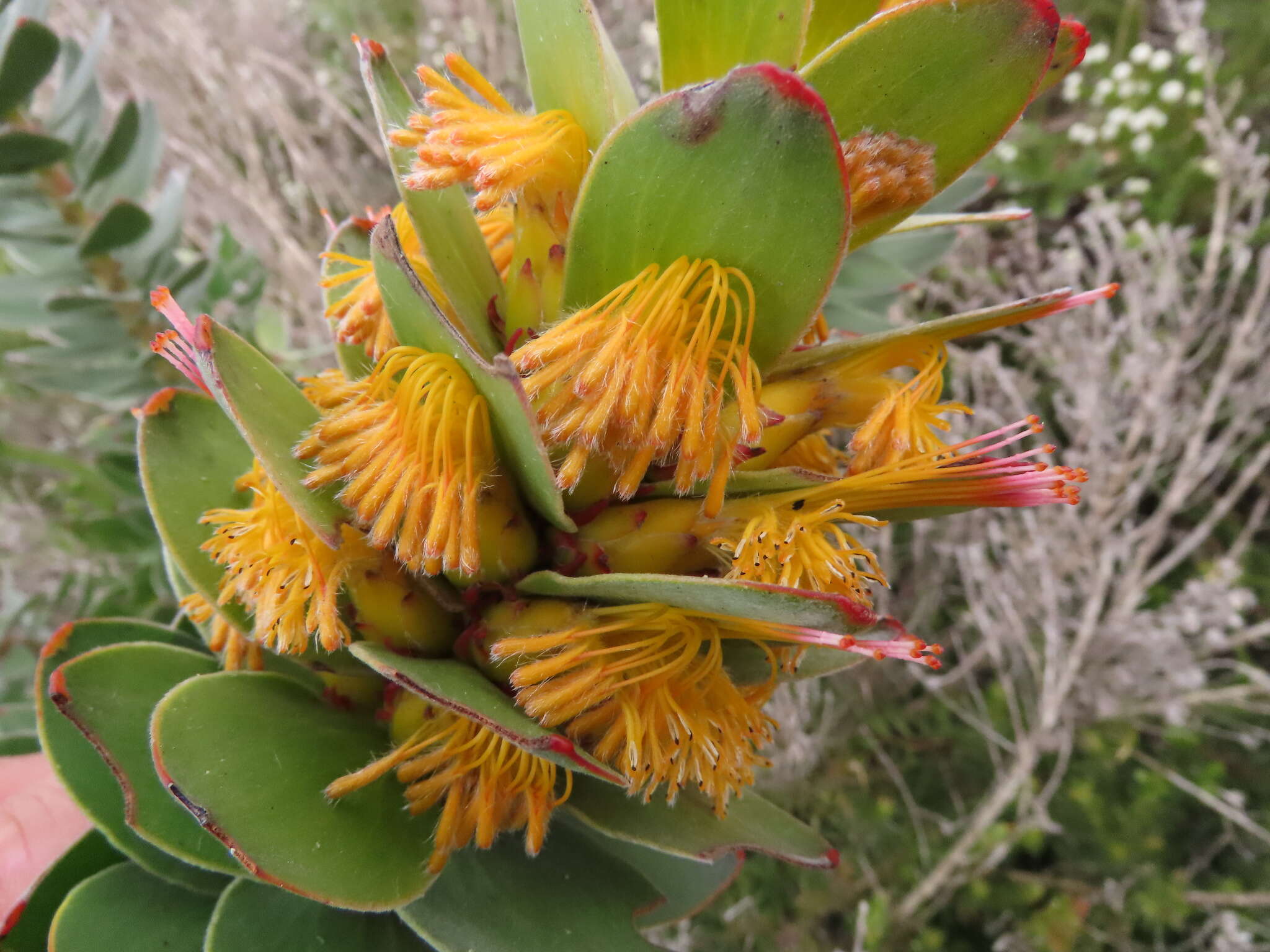 Imagem de Mimetes saxatilis Philips