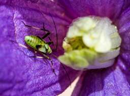 Image of alpine clematis