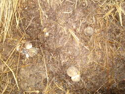 Image of straw mushroom