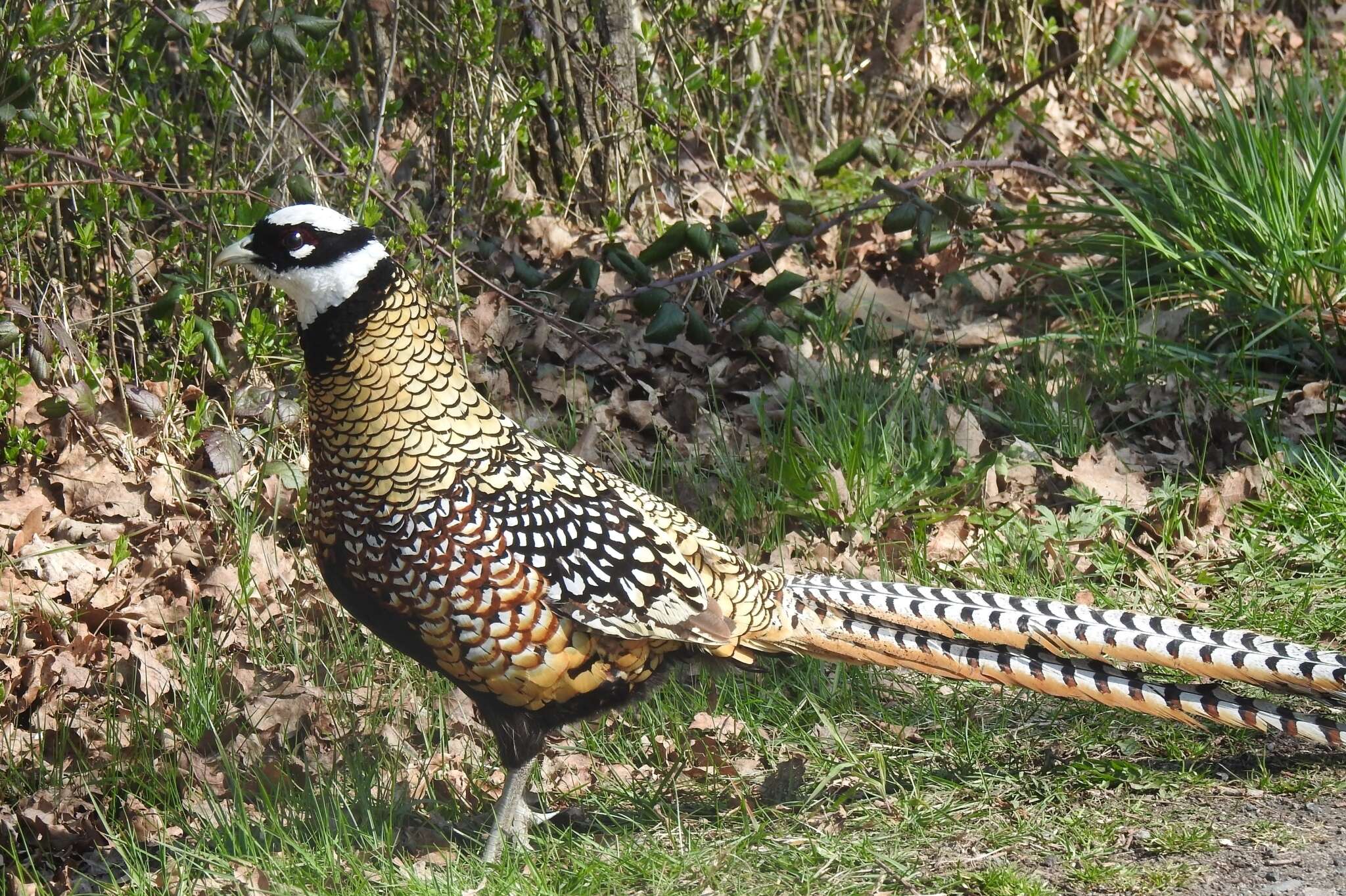 Image of Reeves's Pheasant