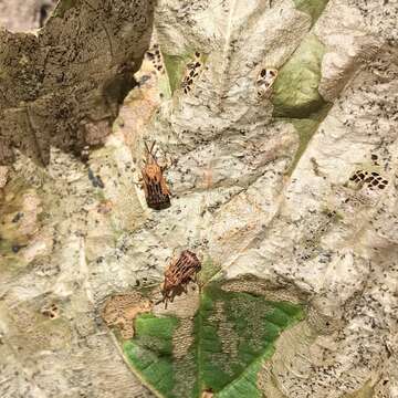 Image of Basswood Leaf Miner