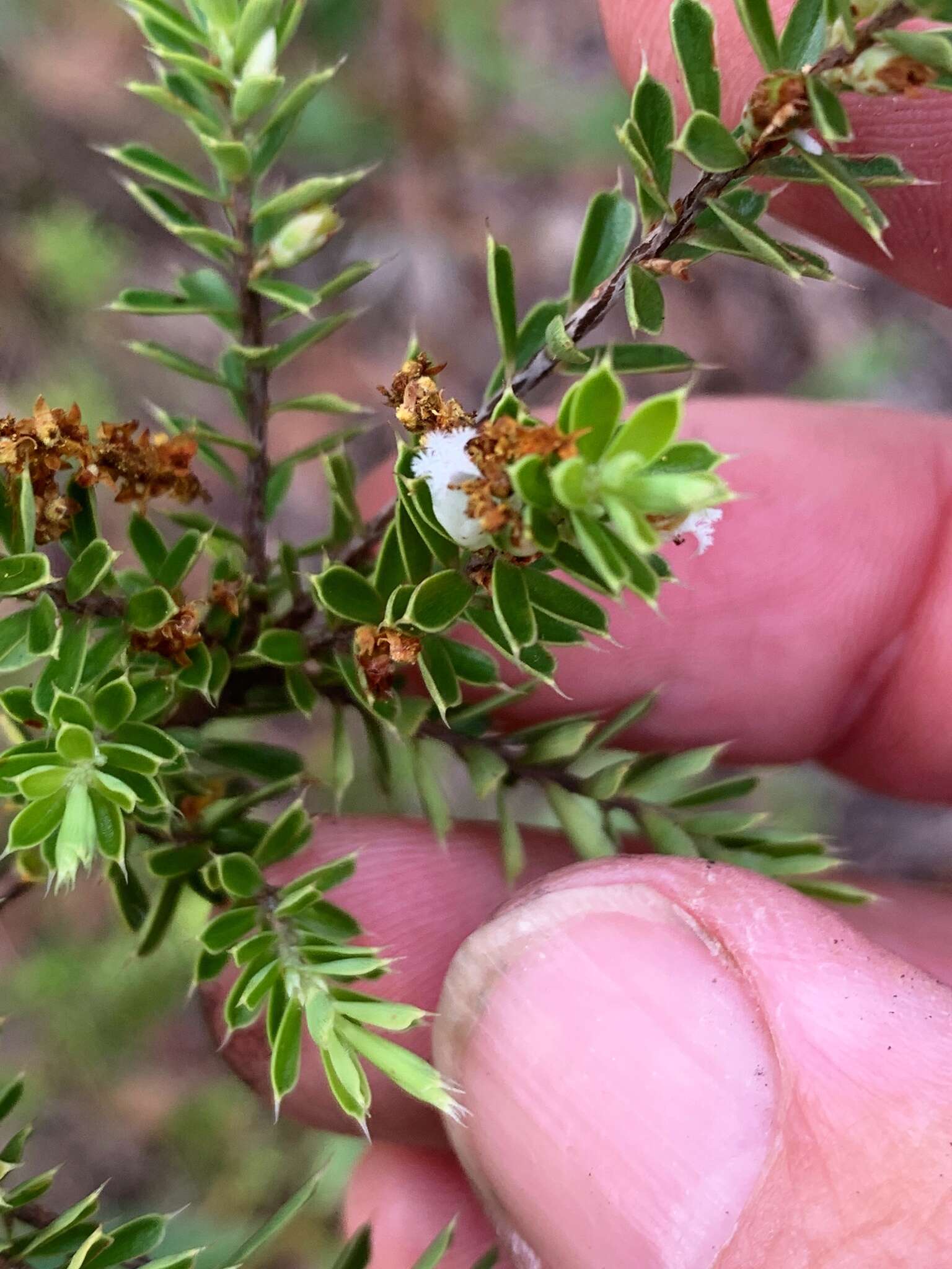 Sivun Leucopogon cuspidatus R. Br. kuva