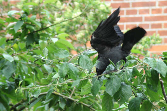 Image of Eurasian Jackdaw