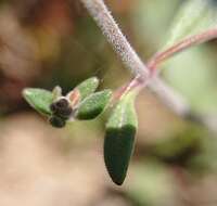 Image of Chaenorhinum origanifolium (L.) Fourr.