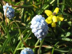 Image of Armenian grape hyacinth