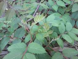 Sivun Rhus chinensis Mill. kuva