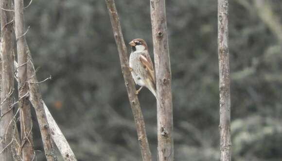 Passer hispaniolensis hispaniolensis (Temminck 1820) resmi