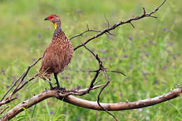 Pternistis leucoscepus (Gray & GR 1867) resmi