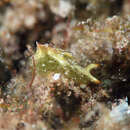 Image of lettuce slug