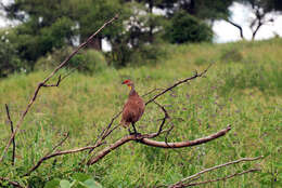 Pternistis leucoscepus (Gray & GR 1867) resmi