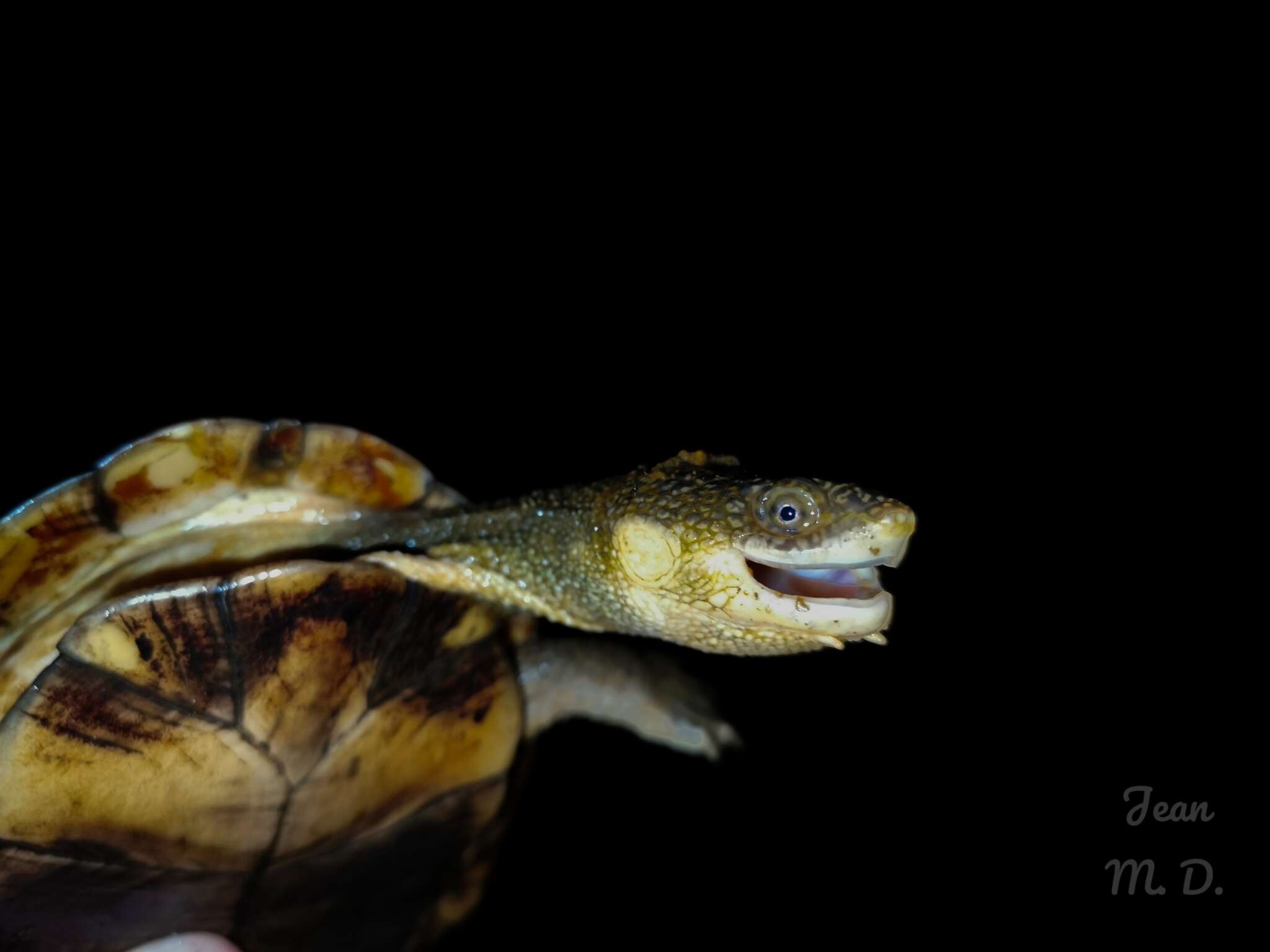 Image of Vanderhaege’s Toadhead Turtle